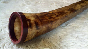 walnut wood agave didgeridoo bell